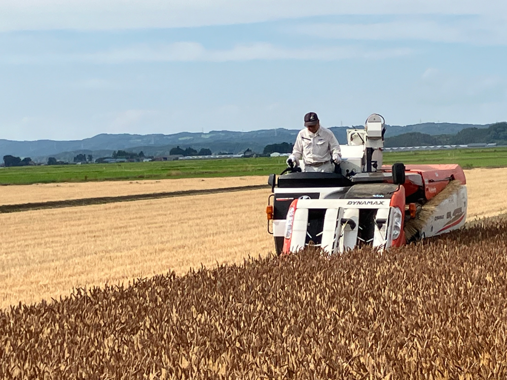 写真:稲刈りをしている様子